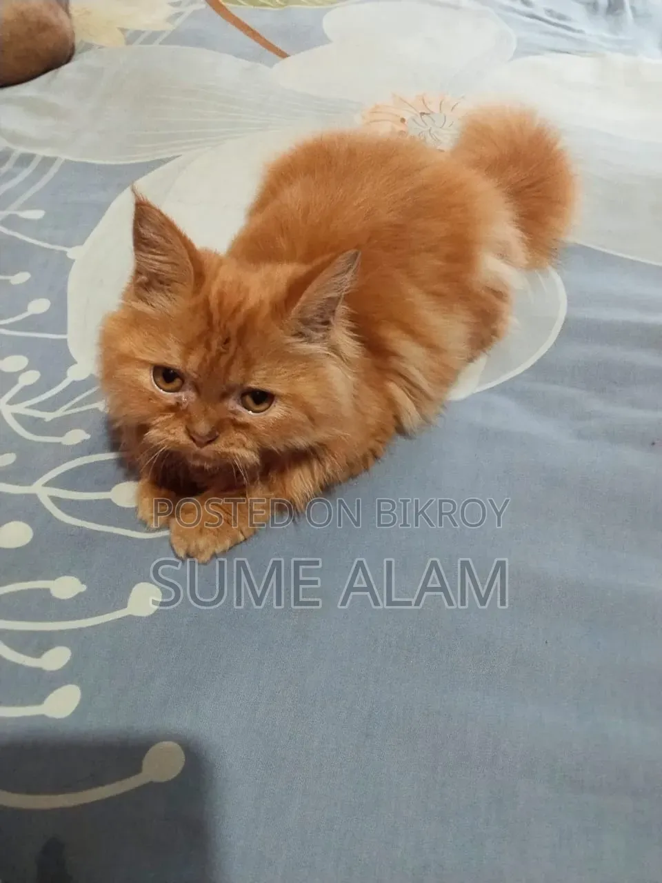1-3 Months Male Purebred Persian