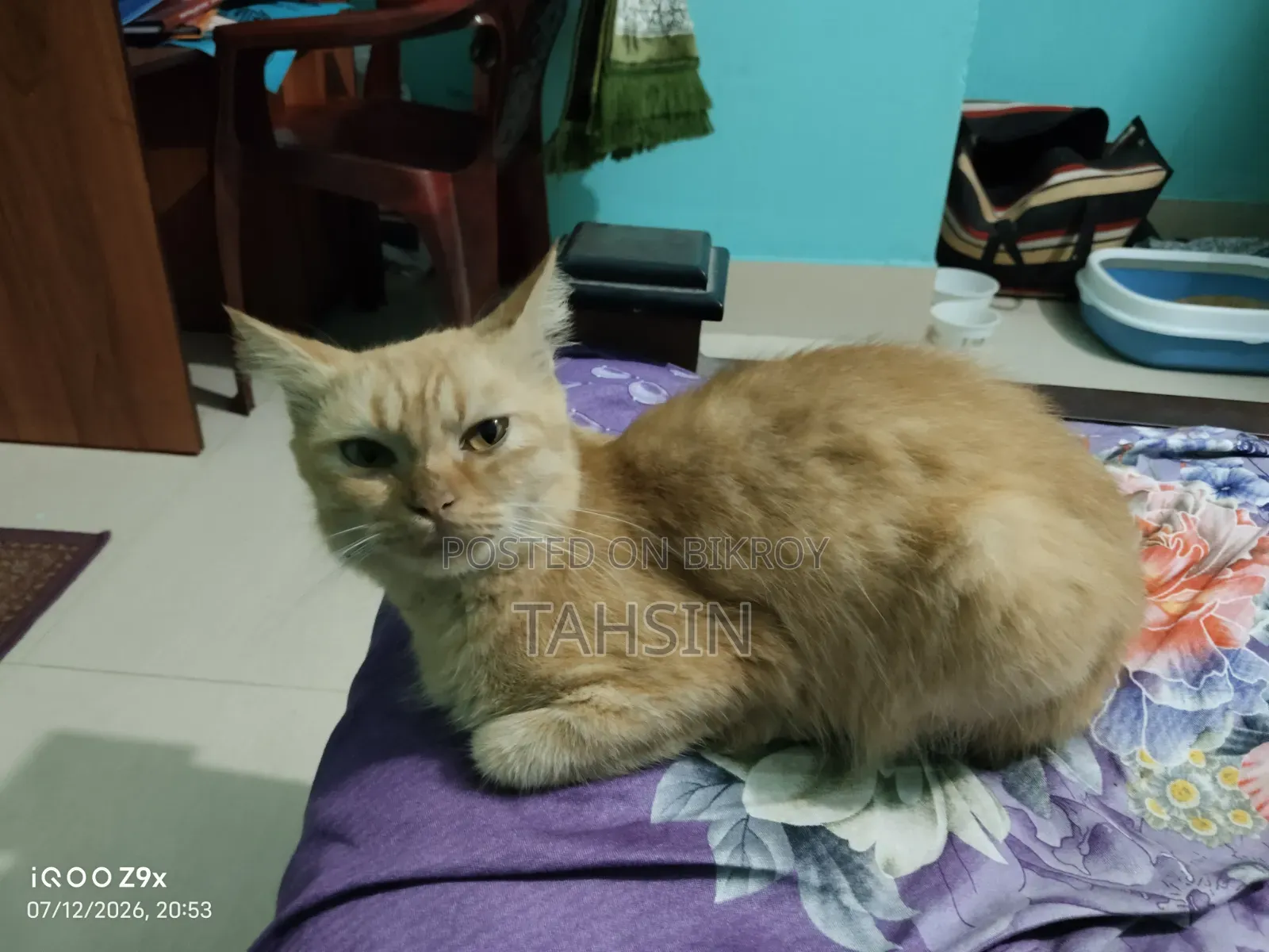 1+ Year Female Purebred American Bobtail