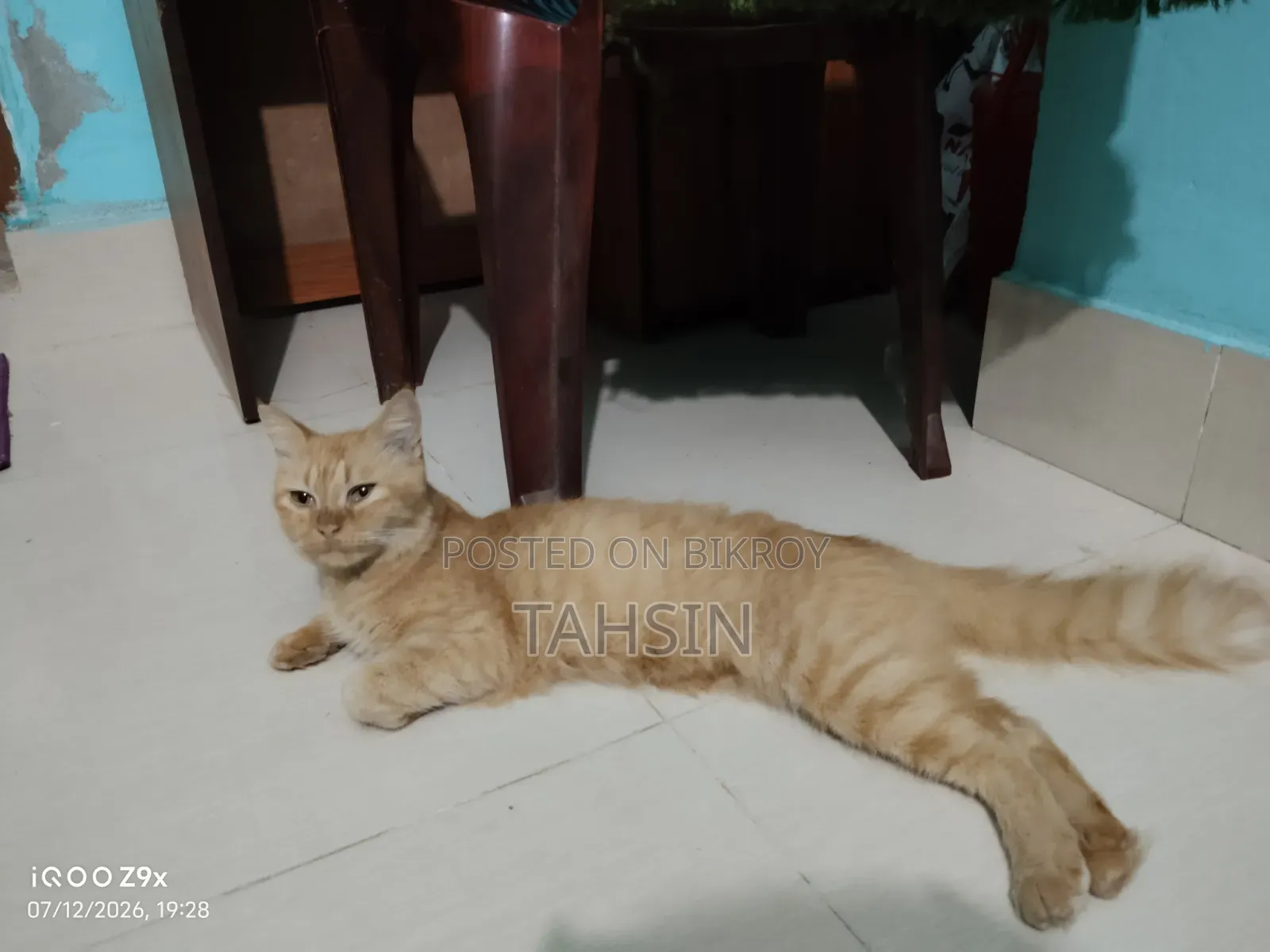 1+ Year Female Purebred American Bobtail