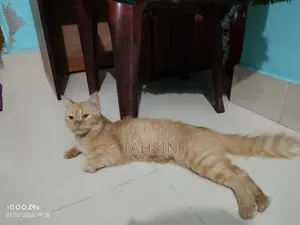 1+ Year Female Purebred American Bobtail