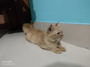 1+ Year Female Purebred American Bobtail