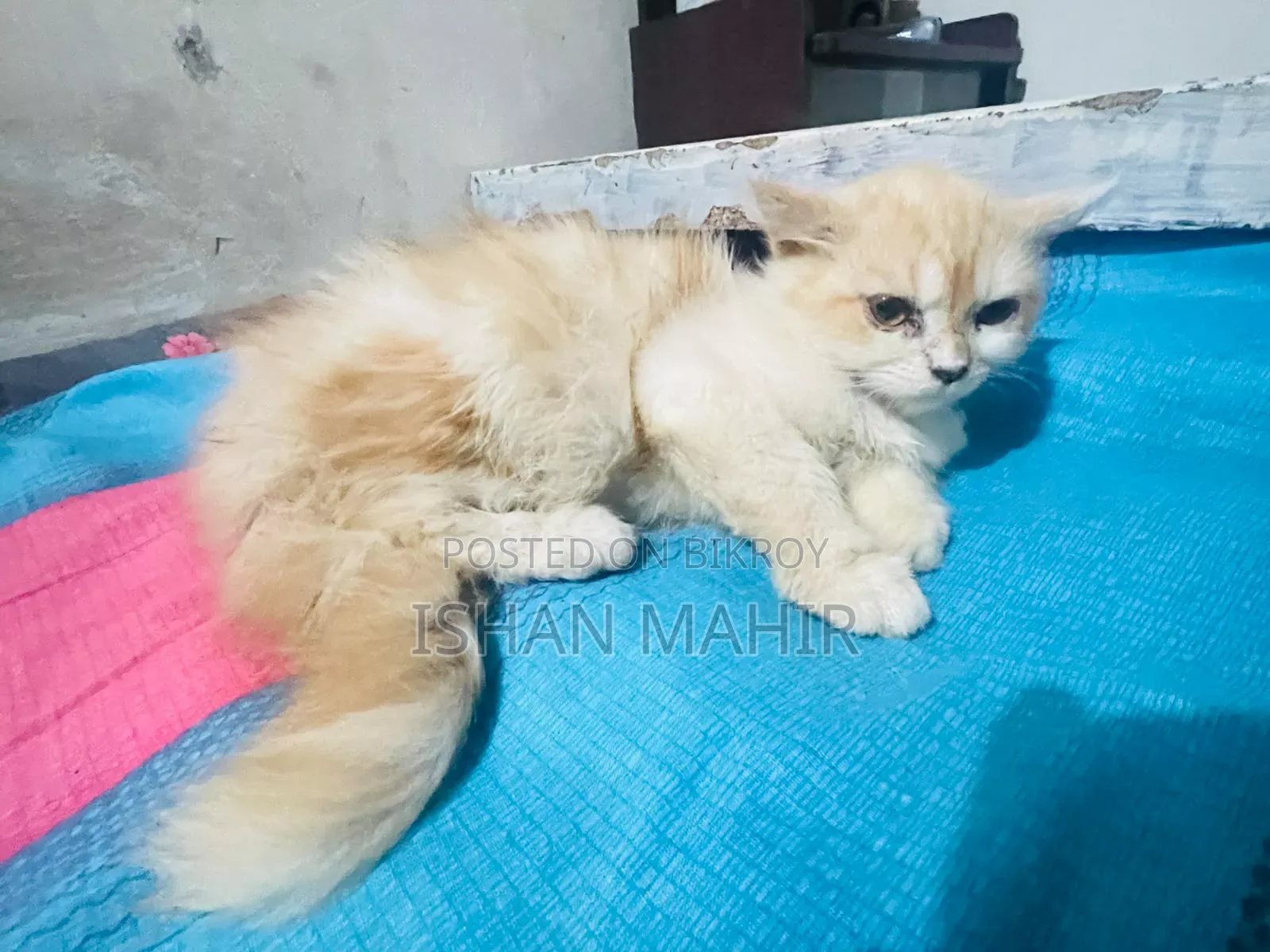 ১-৩ মাস বয়সী পুরুষ মিশ্র জাতের বিড়াল