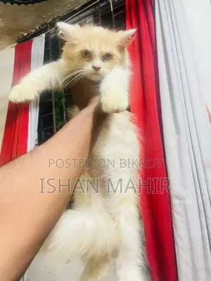 ১-৩ মাস বয়সী পুরুষ মিশ্র জাতের বিড়াল