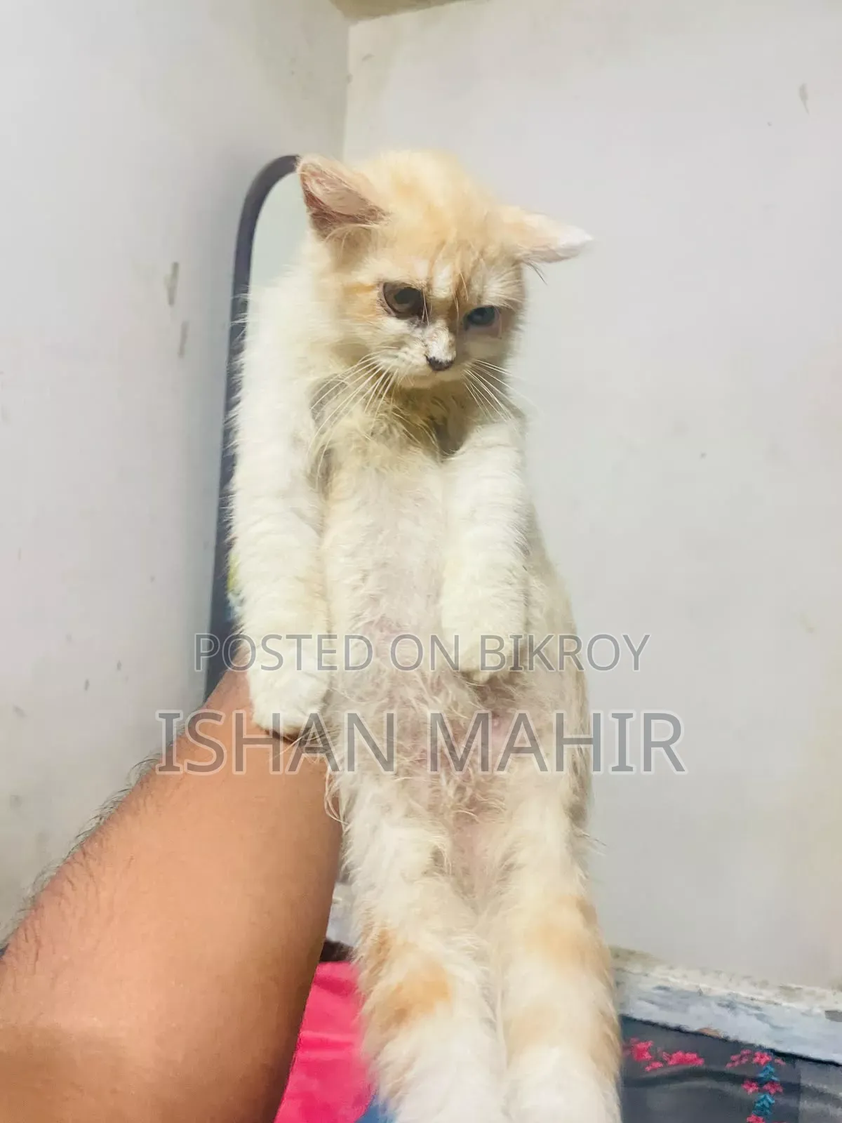 ১-৩ মাস বয়সী পুরুষ মিশ্র জাতের বিড়াল