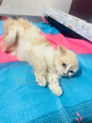 ১-৩ মাস বয়সী পুরুষ মিশ্র জাতের বিড়াল