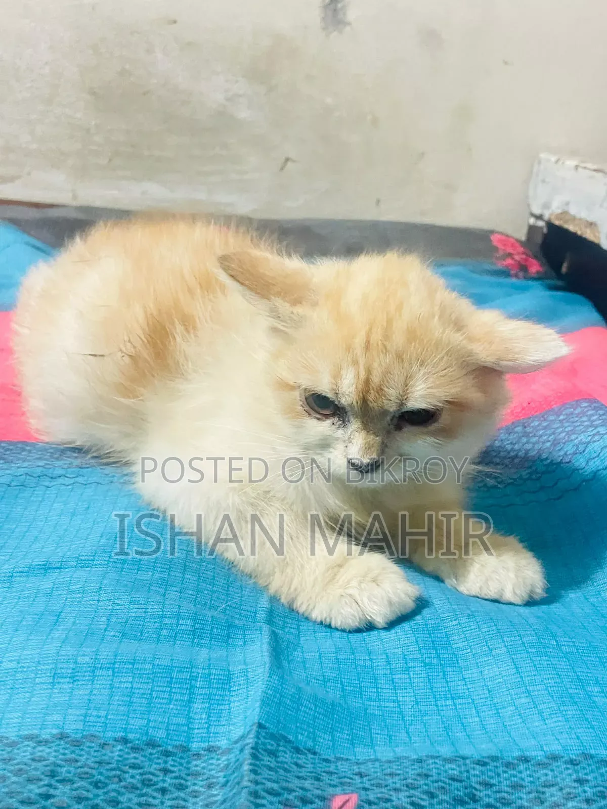 ১-৩ মাস বয়সী পুরুষ মিশ্র জাতের বিড়াল
