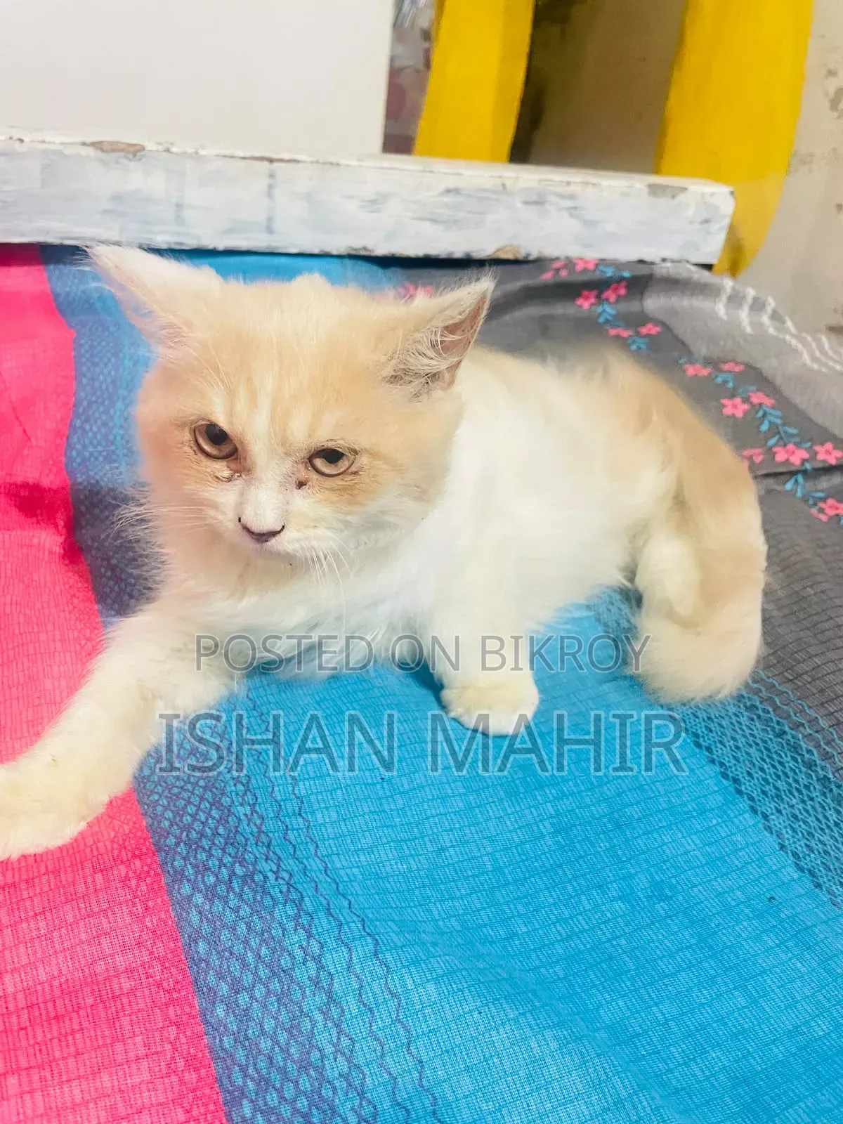 ১-৩ মাস বয়সী পুরুষ মিশ্র জাতের বিড়াল