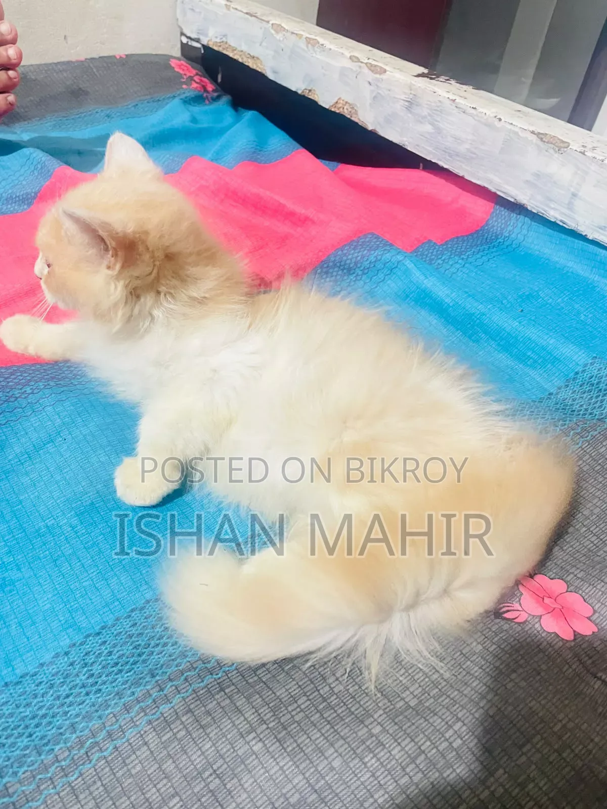 ১-৩ মাস বয়সী পুরুষ মিশ্র জাতের বিড়াল