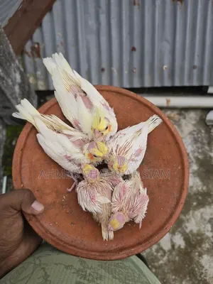 ককাটেল বাচ্চা