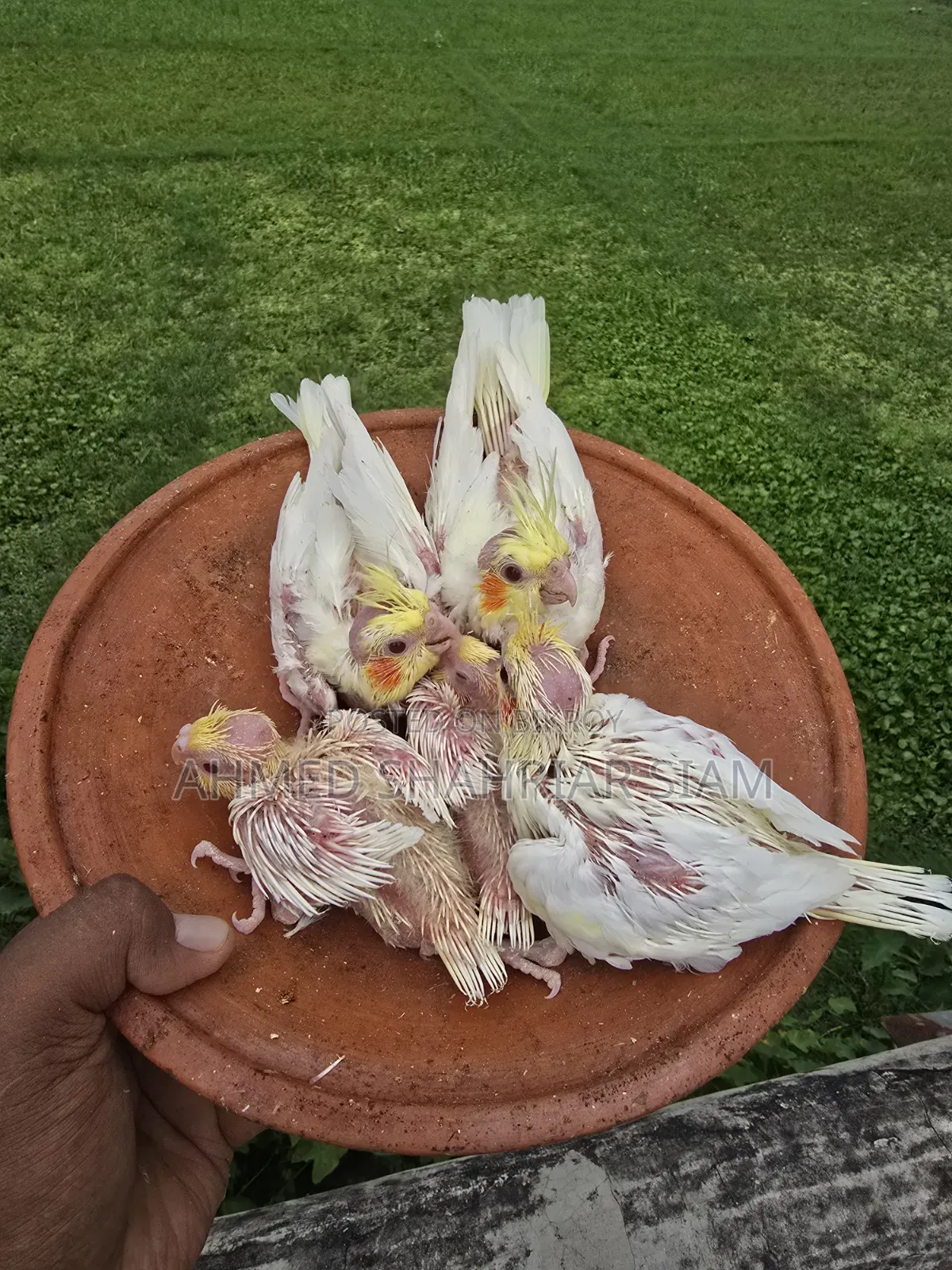 ককাটেল বাচ্চা