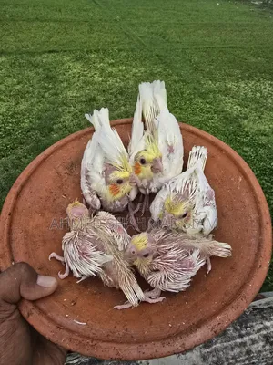 ককাটেল বাচ্চা