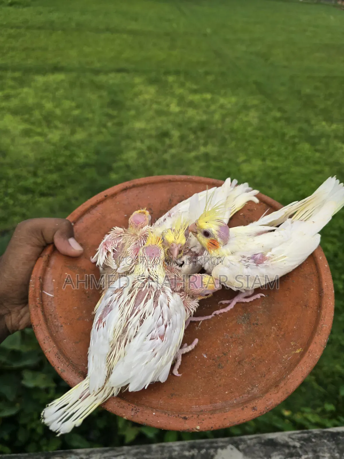ককাটেল বাচ্চা