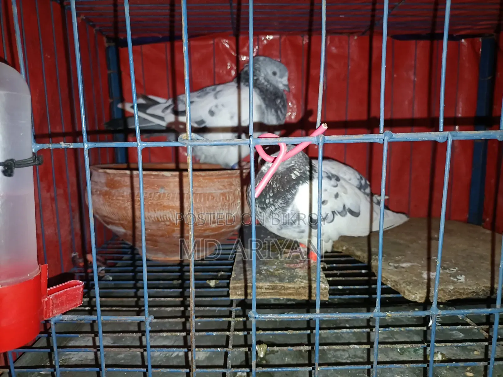 এক জোড়া রানিং গ্রিন নেক কবুতর