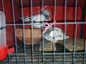 এক জোড়া রানিং গ্রিন নেক কবুতর