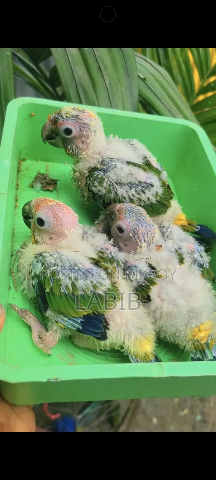 Sun Conure Baby