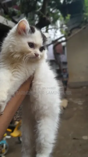 1-3 Months Male Purebred Persian