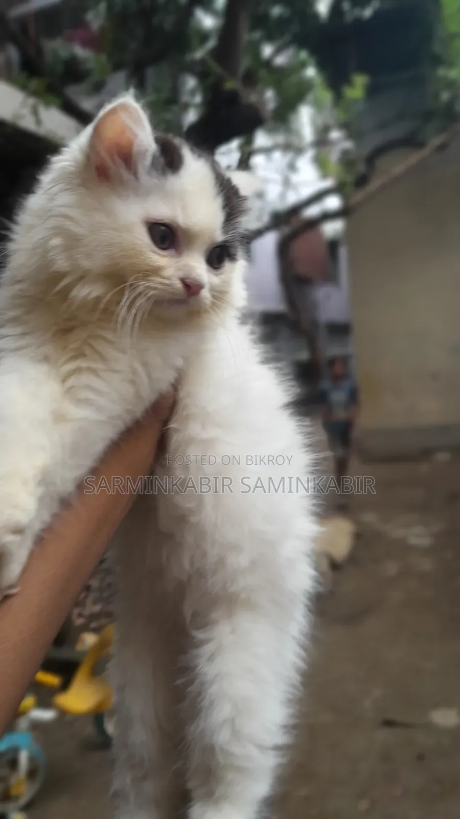 1-3 Months Male Purebred Persian