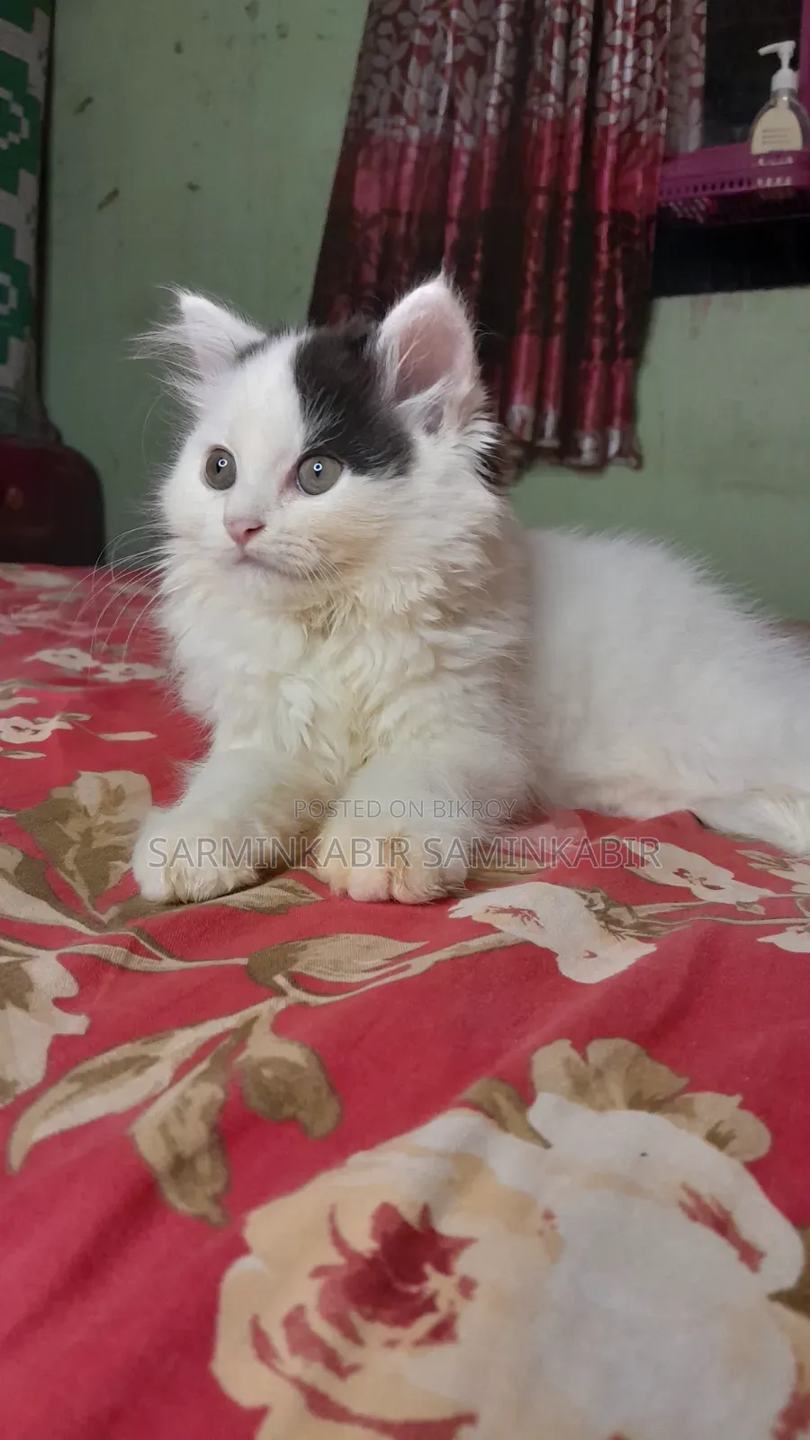 1-3 Months Male Purebred Persian