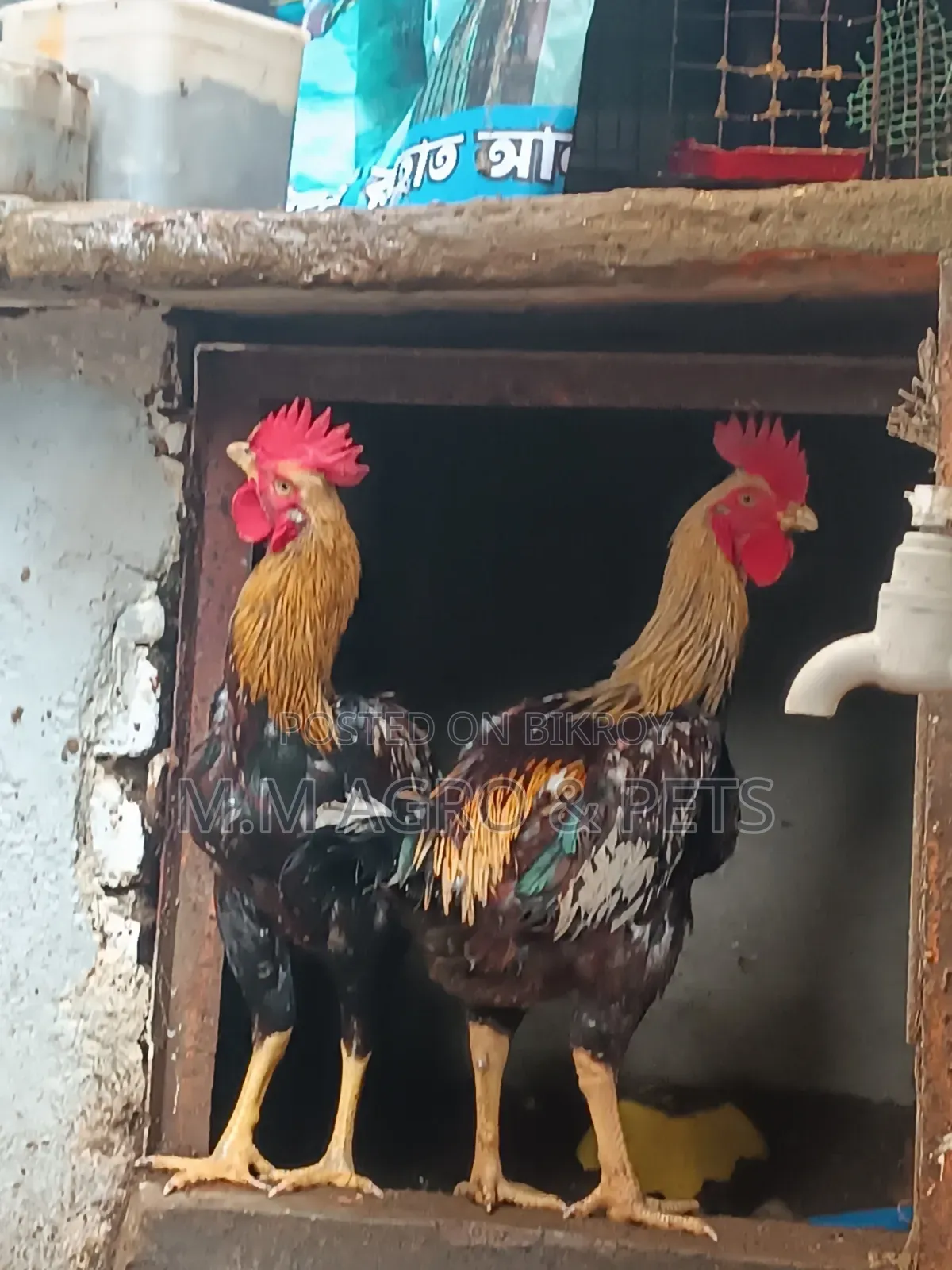 বেঙ্গাম মেল মোরগ