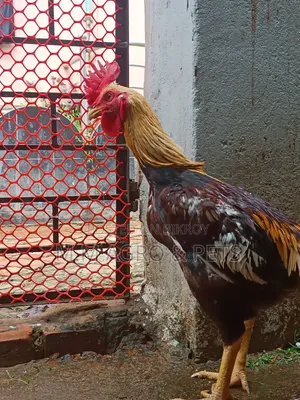 বেঙ্গাম মেল মোরগ