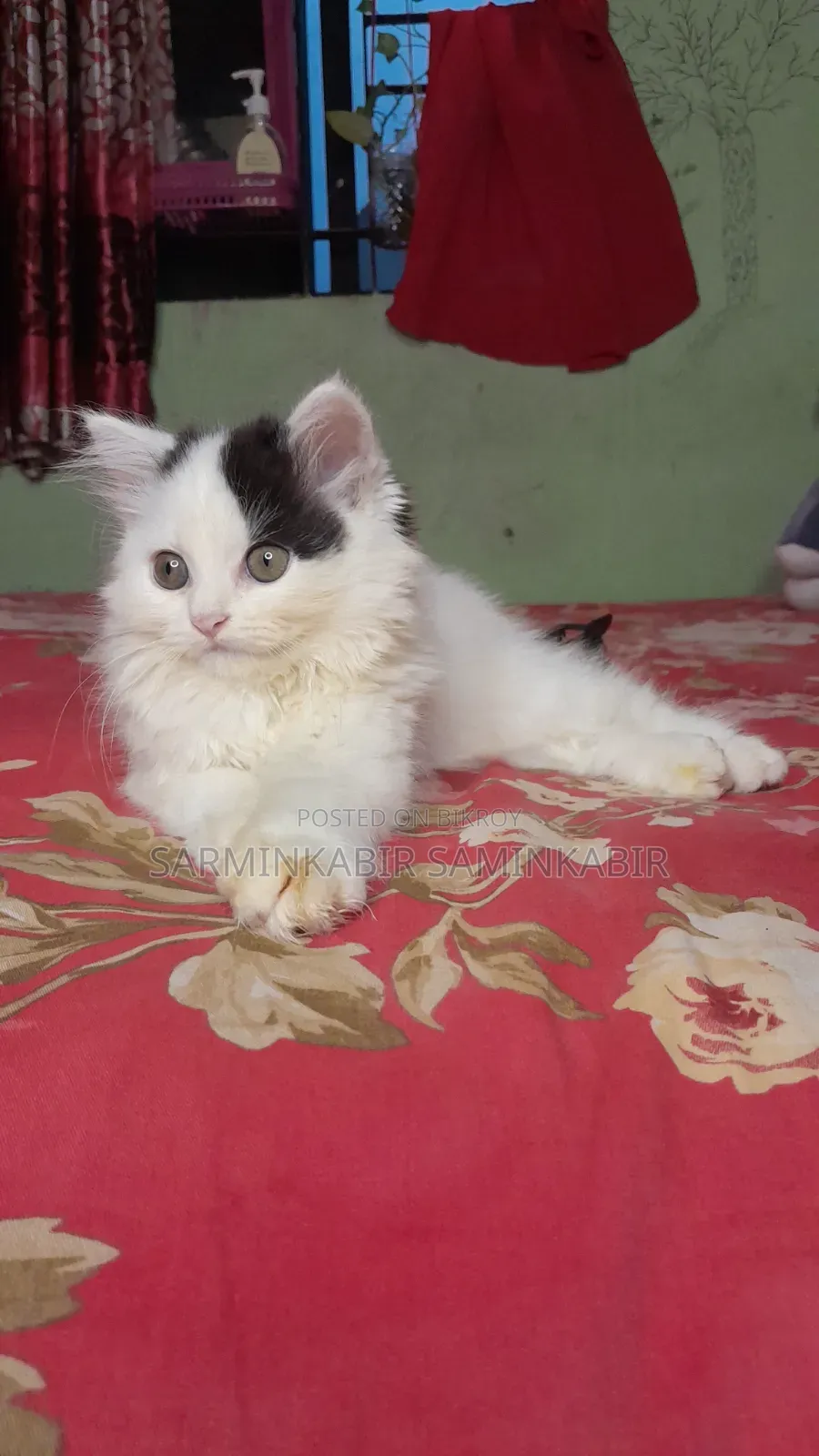 1-3 Months Male Purebred Persian