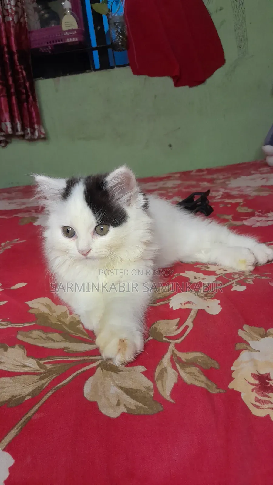 1-3 Months Male Purebred Persian