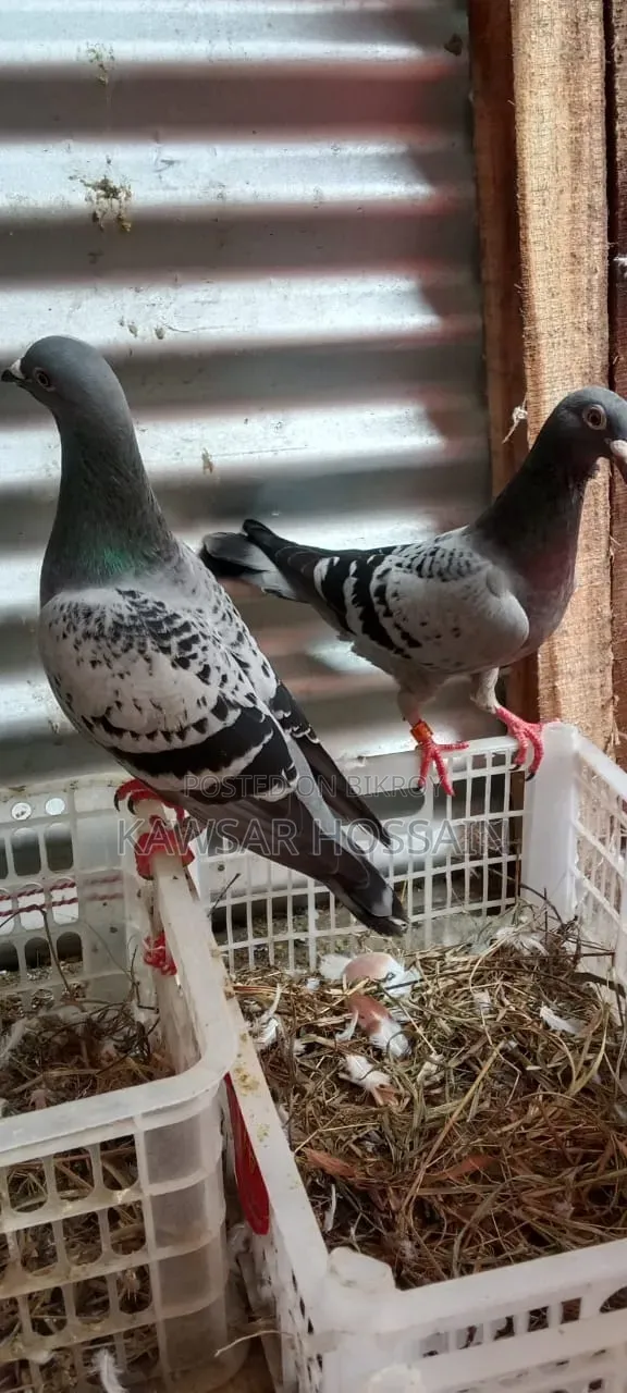 High Quality Racer Pigeons