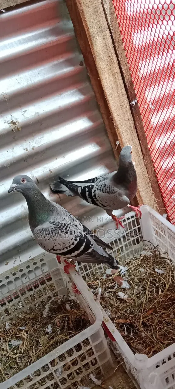 High Quality Racer Pigeons