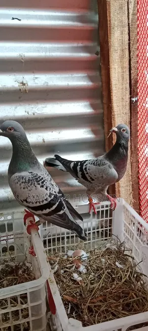 High Quality Racer Pigeons
