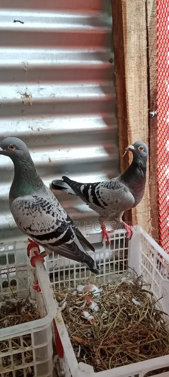 High Quality Racer Pigeons