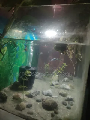 সুন্দর রানিং ফিশ অ্যাকুরিয়াম বিক্রয় হবে (ফুল সেটআপ)