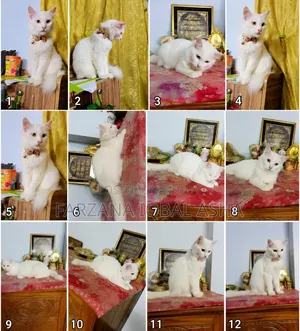 ৬-১২ মাস বয়সী পুরুষ পিওরব্রেড পার্সিয়ান