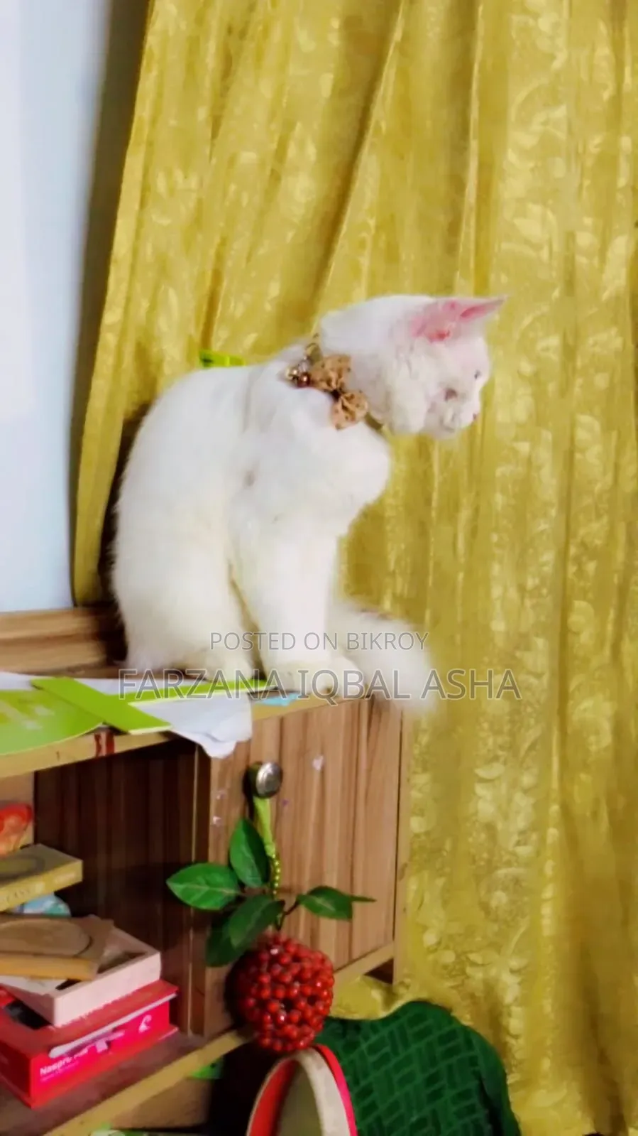 ৬-১২ মাস বয়সী পুরুষ পিওরব্রেড পার্সিয়ান