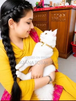 ৬-১২ মাস বয়সী পুরুষ পিওরব্রেড পার্সিয়ান
