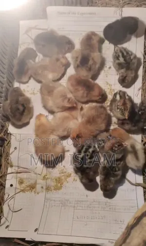 Egyptian Fayoumi for Sale