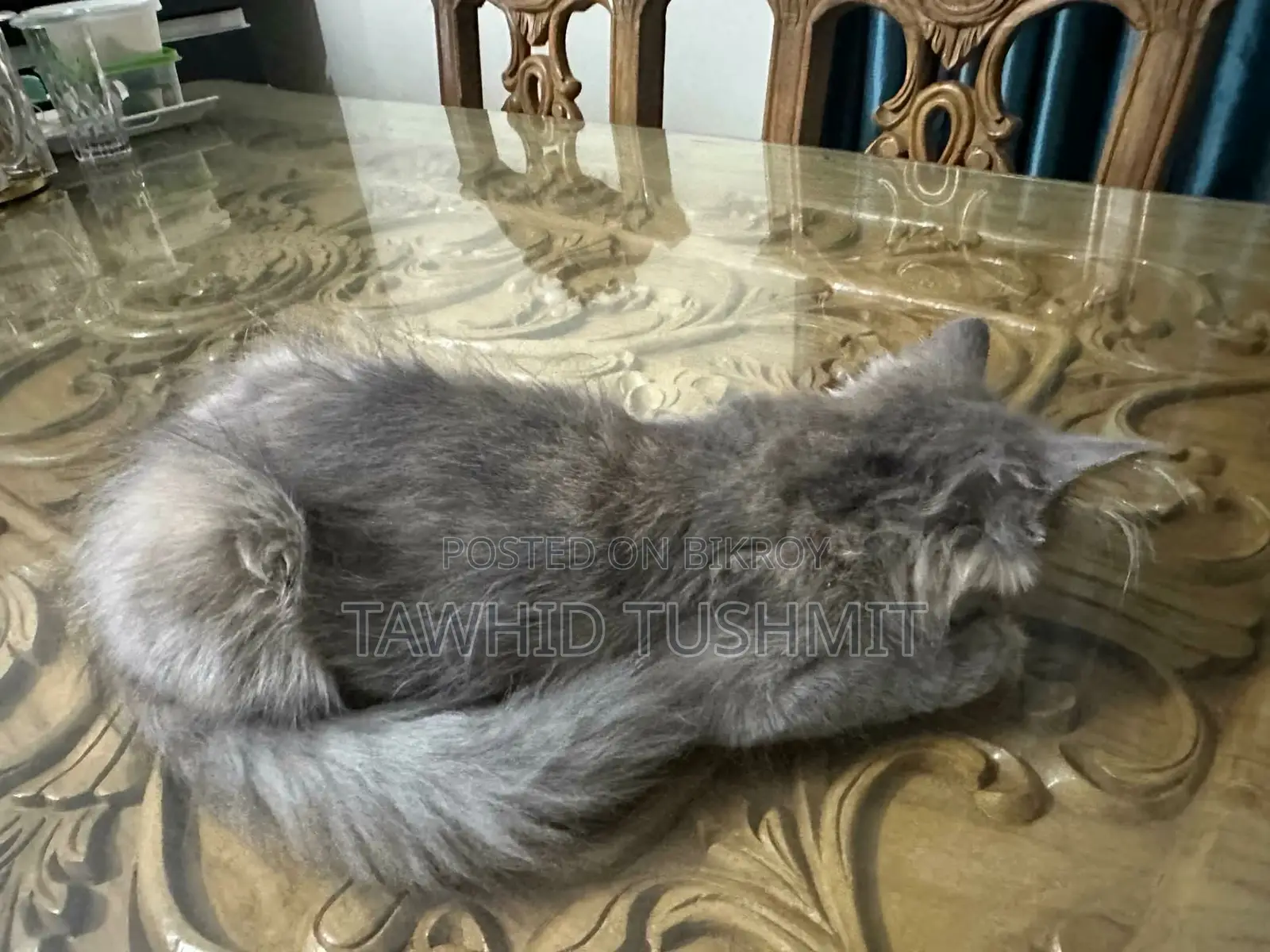 1-3 Months Female Purebred Persian