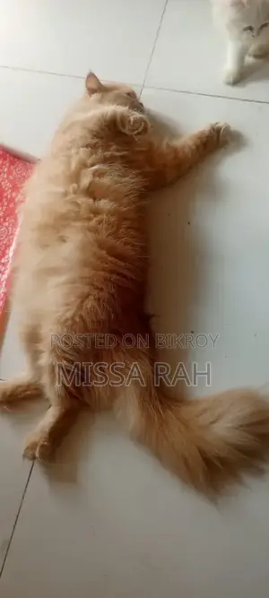 ১+ বছরের ফিমেল পিওরব্রেড পার্সিয়ান