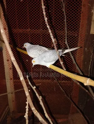 জরুরী ভিত্তিতে কিছু পোষা পাখি বিক্রয় করা হবে।