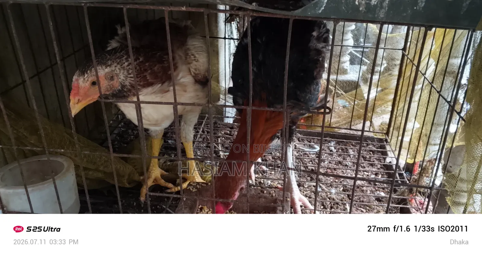Aseel Fighter Chicken for Sale