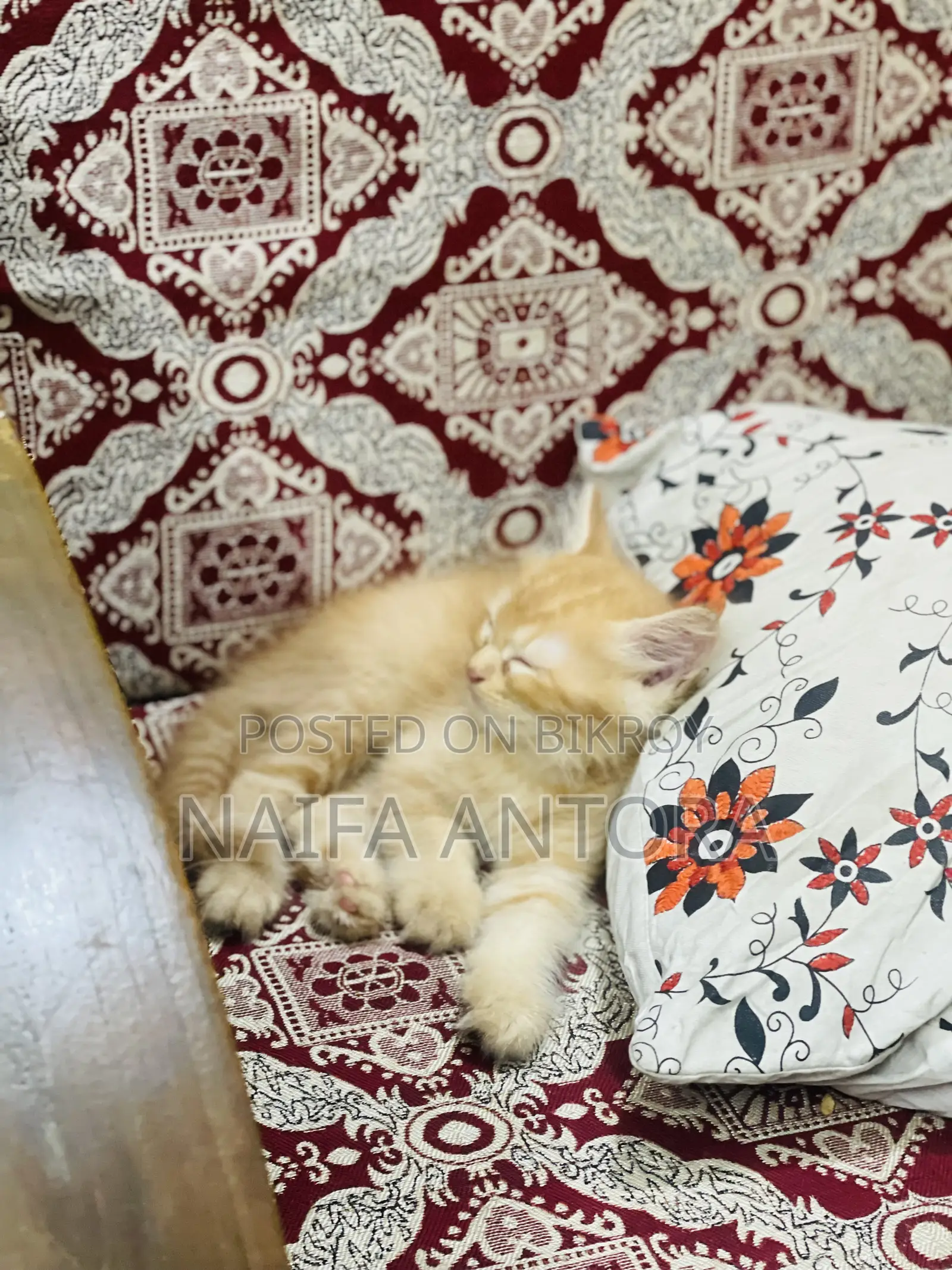 1-3 Months Male Mixed Breed Persian