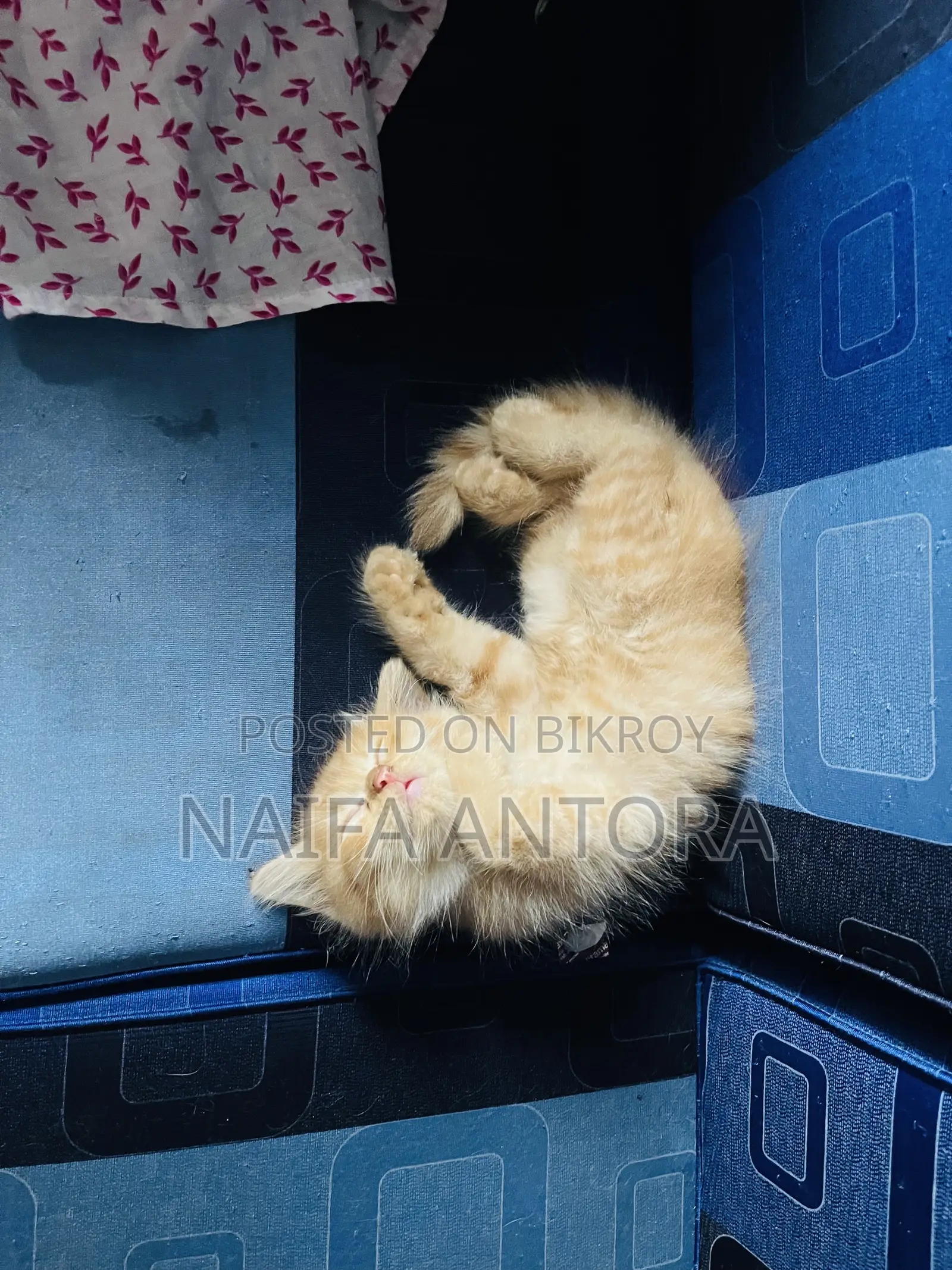 1-3 Months Male Mixed Breed Persian