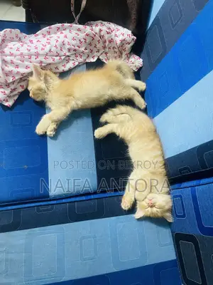 ১-৩ মাস বয়সী পুরুষ মিশ্র জাতের পার্সিয়ান