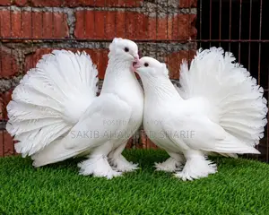 Lakha Pigeon