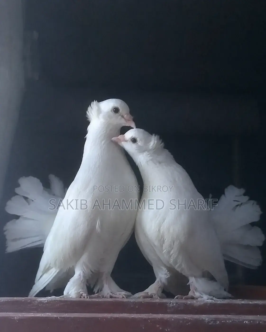 লক্ষা কবুতর