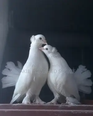 লক্ষা কবুতর