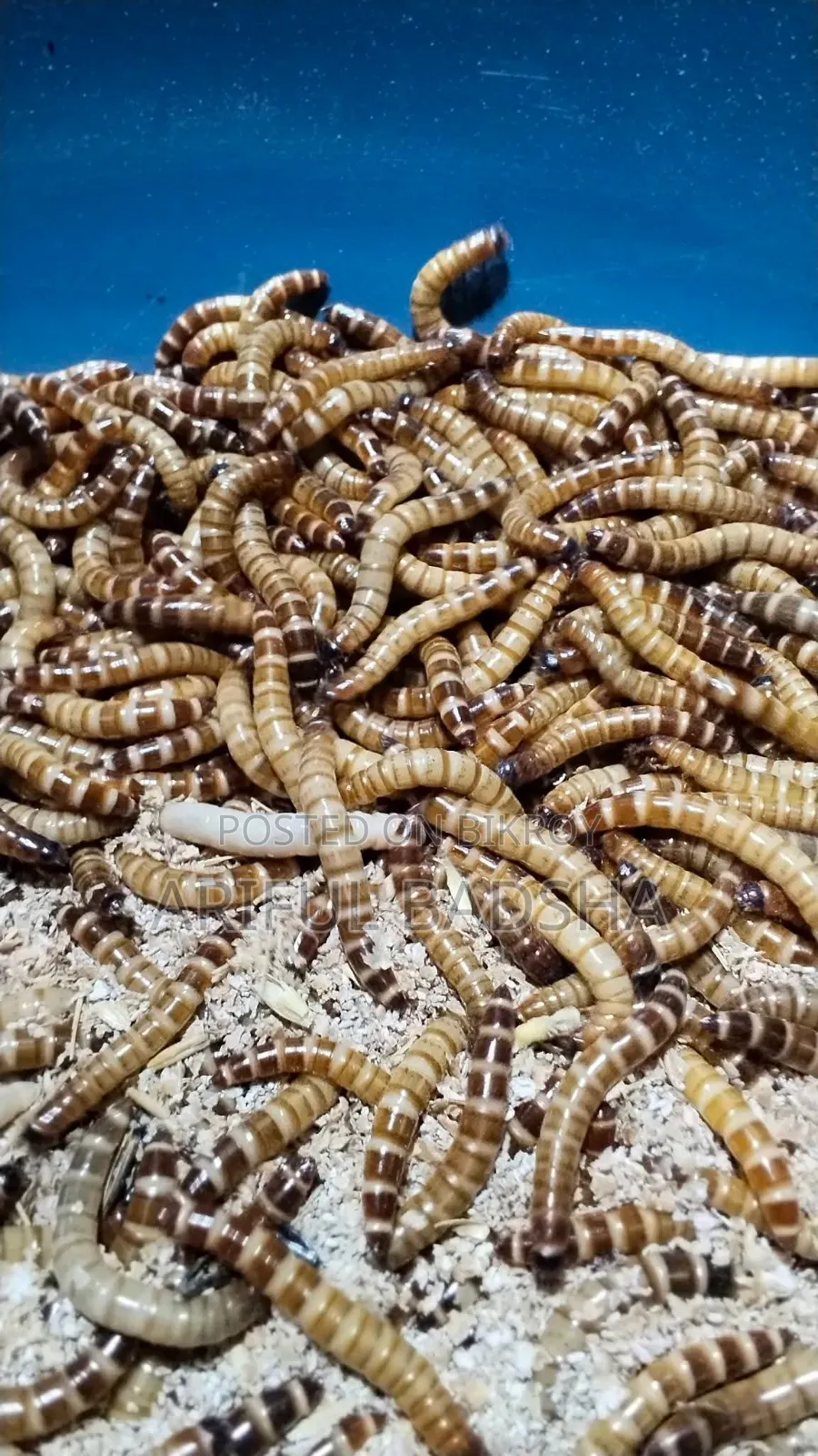 বিটল লার্ভা মাদার (সুপার ওয়ার্ম মিলওয়ার্ম)
