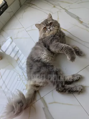 1+ Year Male Purebred Persian Cat