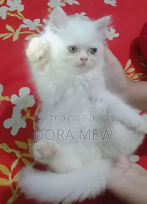 1-3 months Male Purebred Persian