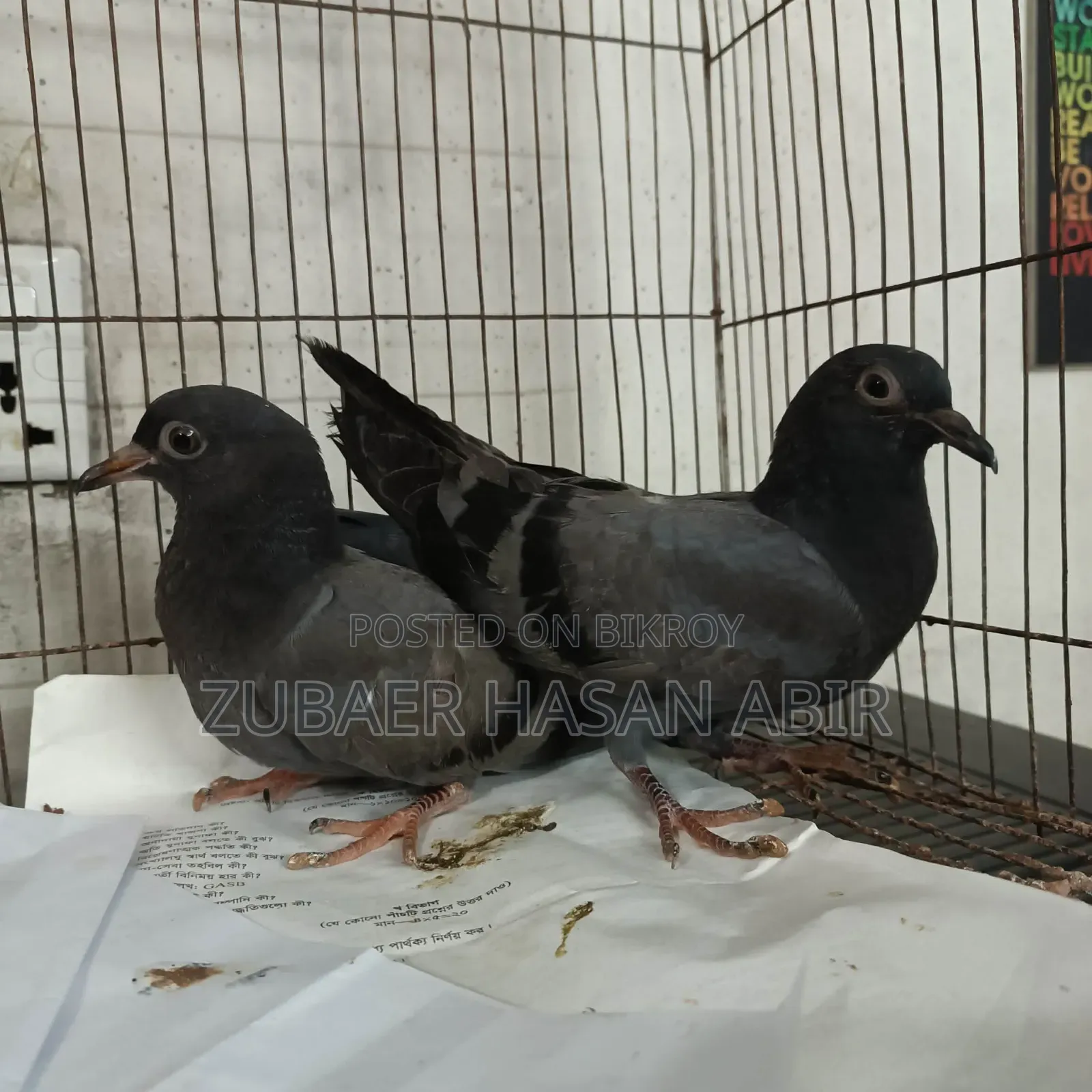 A pair of pigeons for sale.