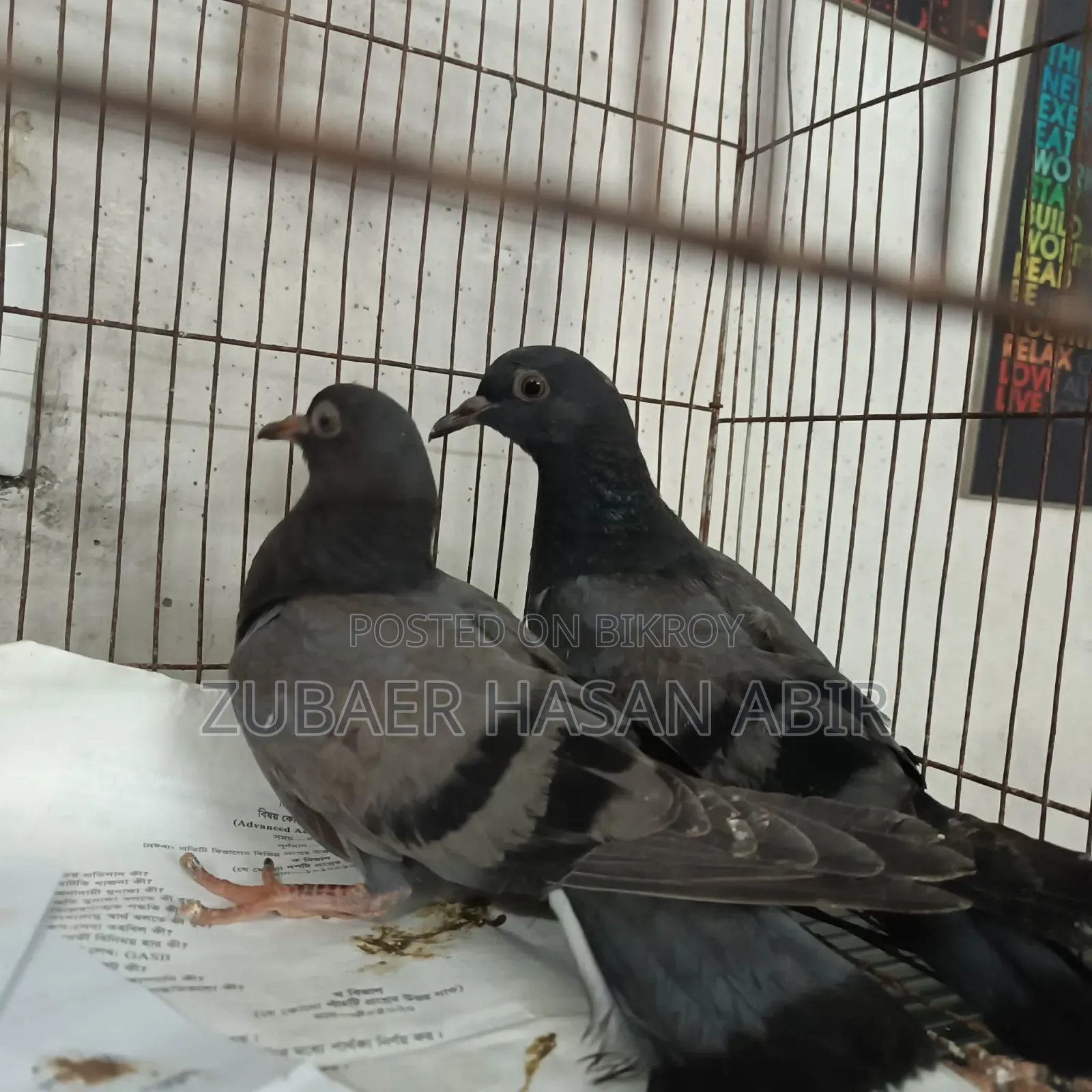 A pair of pigeons for sale.